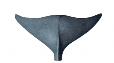 Image of Deraniyagala's beaked whale (Mesoplodon hotaula) - Adult male fluke (upperside)