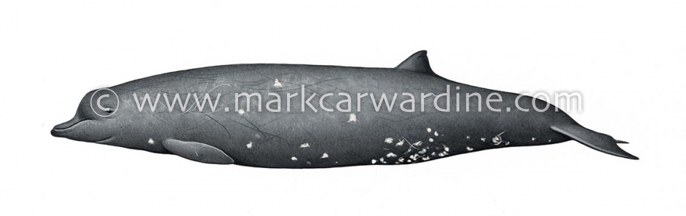 Dwarf Baird’s beaked whale or karasu (Berardius minimus)