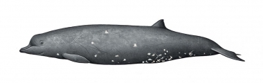Image of Dwarf Baird’s beaked whale or karasu (Berardius minimus) - Adult female