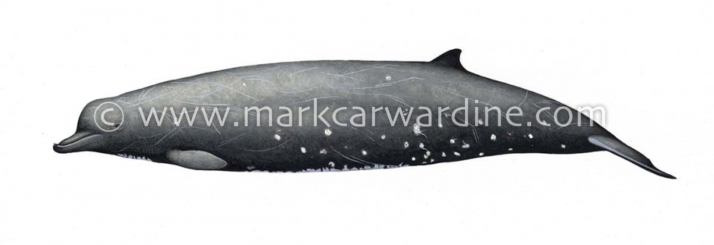 Dwarf Baird’s beaked whale or karasu (Berardius minimus)