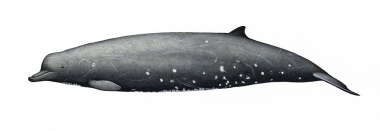 Image of Dwarf Baird’s beaked whale or karasu (Berardius minimus) - Adult male