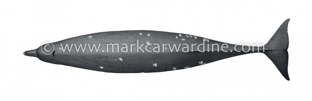 Dwarf Baird’s beaked whale or karasu (Berardius minimus)