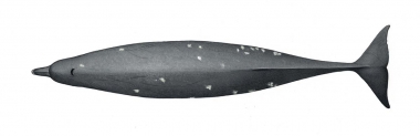 Image of Dwarf Baird’s beaked whale or karasu (Berardius minimus) - Upperside