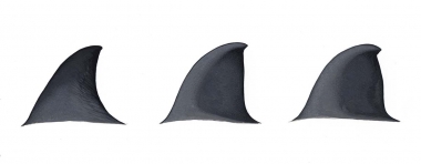 Image of Dwarf Baird’s beaked whale or karasu (Berardius minimus) - Dorsal fin variations