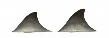 Image of Gervais’ beaked whale (Mesoplodon europaeus) - Dorsal fin variations