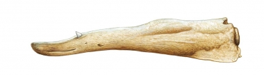 Image of Gervais’ beaked whale (Mesoplodon europaeus) - Adult male lower jaw