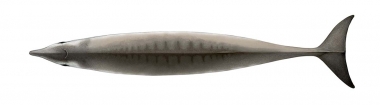 Image of Gervais’ beaked whale (Mesoplodon europaeus) - Topside (adult female)