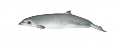 Image of Gervais’ beaked whale (Mesoplodon europaeus) - Calf