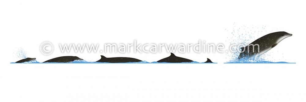 Gervais’ beaked whale (Mesoplodon europaeus)