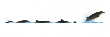 Image of Gervais’ beaked whale (Mesoplodon europaeus) - Dive sequence
