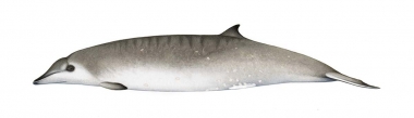 Image of Gervais’ beaked whale (Mesoplodon europaeus) - Adult female