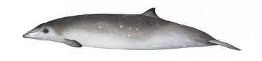 Image of Gervais’ beaked whale (Mesoplodon europaeus) - Adult male