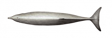 Image of Gervais’ beaked whale (Mesoplodon europaeus) - Topside (adult male)