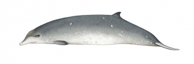 Image of Ginkgo-toothed beaked whale (Mesoplodon ginkgodens) - Adult female