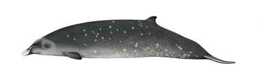 Image of Ginkgo-toothed beaked whale (Mesoplodon ginkgodens) - Adult male