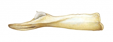 Image of Ginkgo-toothed beaked whale (Mesoplodon ginkgodens) - Adult male lower jaw