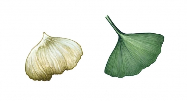 Image of Ginkgo-toothed beaked whale (Mesoplodon ginkgodens) - Comparing tooth with leaf of a ginkgo tree 