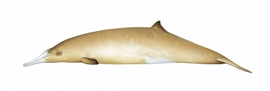 Image of Gray's beaked whale (Mesoplodon grayi) - Adult female showing colour variation