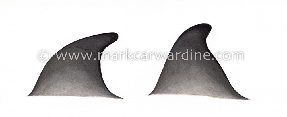 Gray's beaked whale (Mesoplodon grayi)