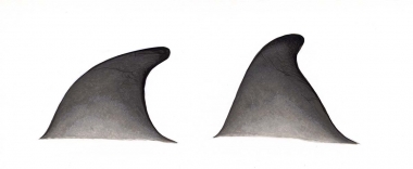 Image of Gray's beaked whale (Mesoplodon grayi) - Dorsal fin variations