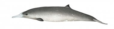 Image of Gray's beaked whale (Mesoplodon grayi) - Adult female