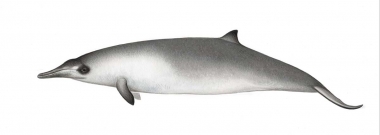 Image of Gray's beaked whale (Mesoplodon grayi) - Juvenile
