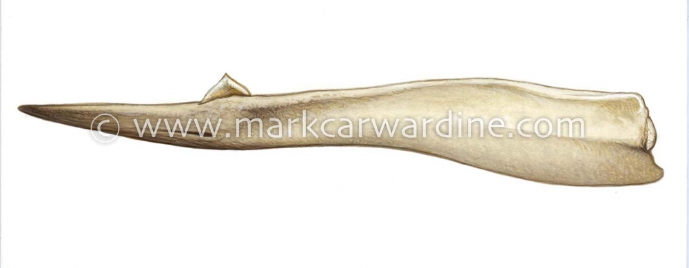 Gray's beaked whale (Mesoplodon grayi)