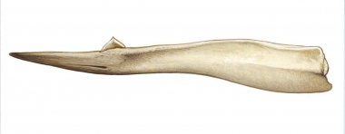 Image of Gray's beaked whale (Mesoplodon grayi) - Adult male lower jaw