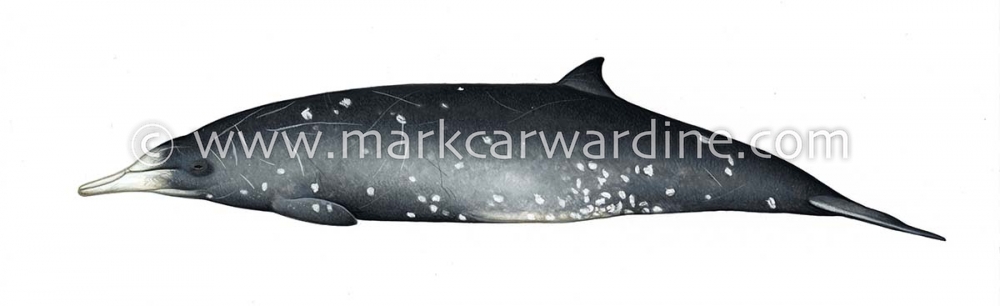Gray's beaked whale (Mesoplodon grayi)