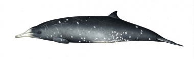 Image of Gray's beaked whale (Mesoplodon grayi) - Adult male