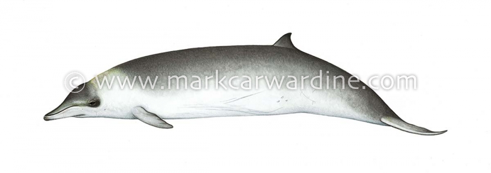 Hector’s beaked whale (Mesoplodon hectori)