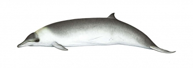 Image of Hector’s beaked whale (Mesoplodon hectori) - Adult female