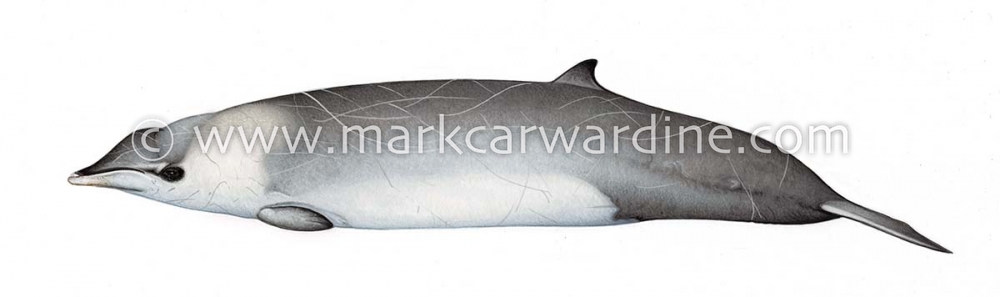 Hector’s beaked whale (Mesoplodon hectori)