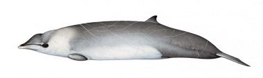 Image of Hector’s beaked whale (Mesoplodon hectori) - Adult male