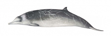 Image of Hector’s beaked whale (Mesoplodon hectori) - Adult male variation