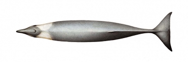 Image of Hector’s beaked whale (Mesoplodon hectori) - Topside (adult female)
