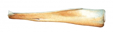 Image of Hector’s beaked whale (Mesoplodon hectori) - Adult male lower jaw