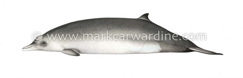 Hubbs’ beaked whale (Mesoplodon carlhubbsi)