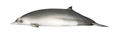 Image of Hubbs’ beaked whale (Mesoplodon carlhubbsi) - Adult female