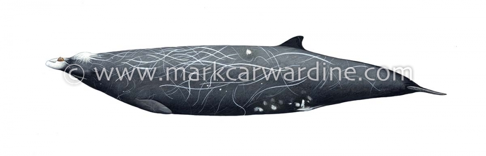 Hubbs’ beaked whale (Mesoplodon carlhubbsi)
