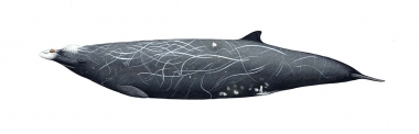 Click to see images of Hubbs’ beaked whale (Mesoplodon carlhubbsi)