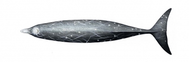Image of Hubbs’ beaked whale (Mesoplodon carlhubbsi) - Topside (adult male)