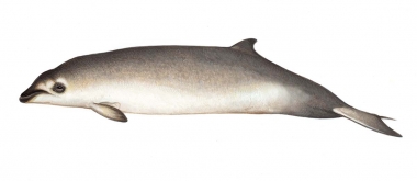 Image of Hubbs’ beaked whale (Mesoplodon carlhubbsi) - Calf