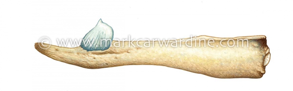 Hubbs’ beaked whale (Mesoplodon carlhubbsi)