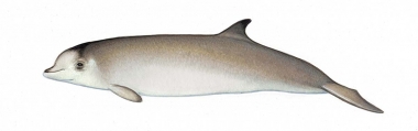 Image of Longman’s beaked whale (Indopacetus pacificus) - Calf