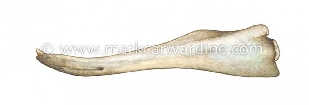 Longman’s beaked whale (Indopacetus pacificus)