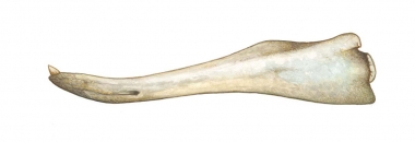 Image of Longman’s beaked whale (Indopacetus pacificus) - Adult male lower jaw