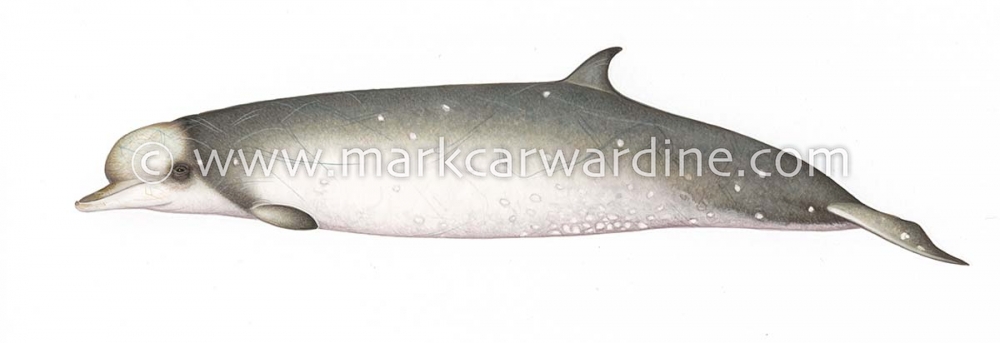 Longman’s beaked whale (Indopacetus pacificus)