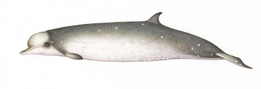 Image of Longman’s beaked whale (Indopacetus pacificus) - Adult male