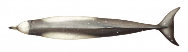 Image of Longman’s beaked whale (Indopacetus pacificus) - Topside (adult)